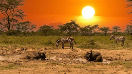 A Big old Cape Buffalo Dagga Bull (Syncerus caffer) on an open grass plainの写真素材