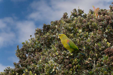 hapalopsittaca fuertesi yellow-green parrot with blue headの写真素材