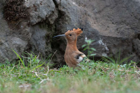 African Hoepoe (Upupa africana), Okavango, Moremi Game Reserve, Botswana.の写真素材