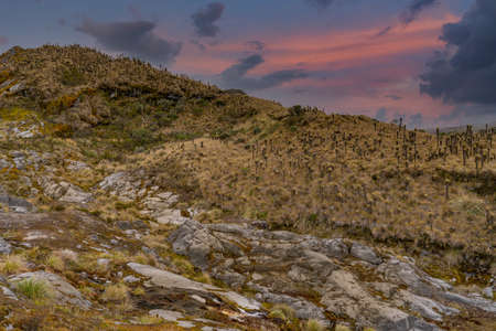 Landscape of frailejones forest park (Tolima - Colombia)の写真素材