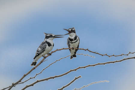 A Pied Kingfisher (Ceryle rudis) in Chobe National Park in Botswanaの写真素材