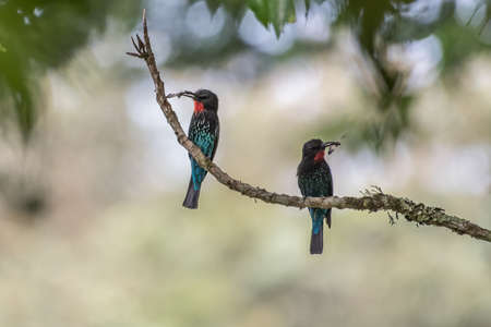 Black bee-eater, Merops gularis, bird in the family Meropidae. African tropical rainforest. Black...