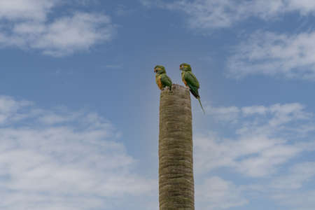 leptisittaca branickii green parrot an endangered species of columbia.