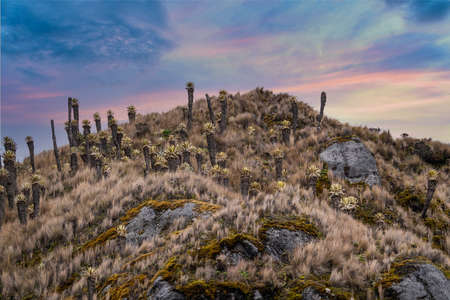 Landscape of frailejones forest park (Tolima - Colombia)の写真素材