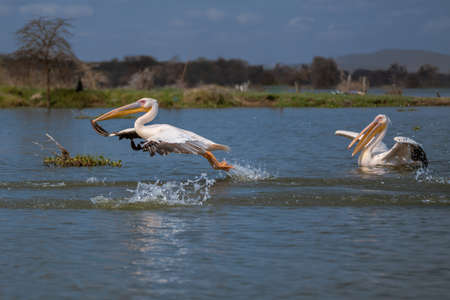 White pelican, Pelecanus onocrotalus, in Lake Kerkini, Greece. Pelicans on blue water surface. Wildlife scene from Europe nature. Bird mountain background. Birds with long orange bills.の写真素材