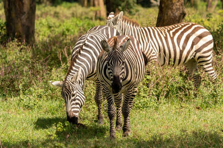 african plains zebra on the dry brown savannah grasslands browsing and grazing. focus is on the zebra with the background blurred, the animal is vigilant while it feedsの写真素材