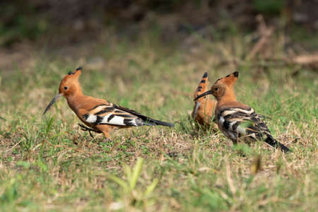 African Hoepoe (Upupa africana), Okavango, Moremi Game Reserve, Botswana.の写真素材
