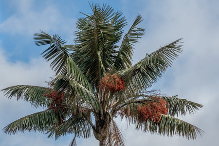 Wax palm trees, native to the humid montane forests of the Andes, towering the landscape of Cocora Valley at Salento, among the coffee zone of Colombiaの写真素材