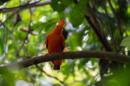 Male of Andean Cock-of-the-rock (Rupicola peruvianus) lekking and dyplaing in front of females, typical mating behavior, beautiful orange bird in its natural enviroment, amazonian rain forest, Braziの写真素材