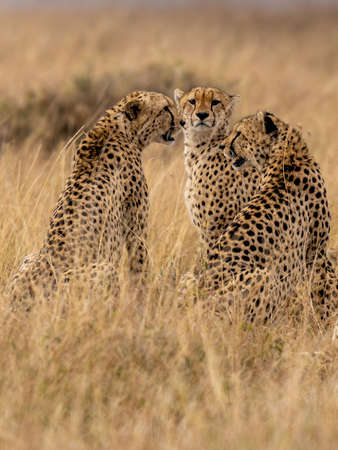 A horizontal photograph of a female Cheetah (acinonyx jubatus) and her cubs on an anthill on the lookout over the plains in the Masai Mara at sunriseの写真素材
