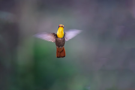 Ruby-topaz hummingbird (Chrysolampis mosquitus) bird in flight. Hummingbird flying with blurred green background. . Wildlife scene from nature. Birdwatching in Trinidad and Tobago.の写真素材