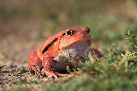 Tomato frog (Dyscophus guineti), also known as the false tomato frog.の写真素材