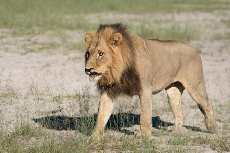 Big lion lying on savannah grass. Landscape with characteristic trees on the plain and hills in the backgroundの写真素材