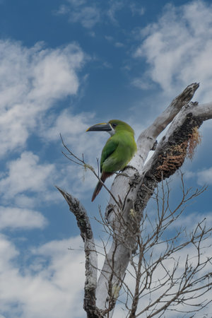 Crimson-rumped Toucanet, Aulacorhynchus haematopygus, green and red small toucan bird in the nature habitat. Exotic animal in tropical forest, green mountain vegetation, Ecuador.の写真素材