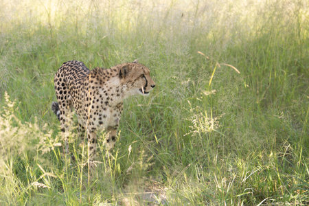 The Cheetah (Acinonyx jubatus) is a feline known as the fastest terrestrial animal. It's a slender long-legged animal with a yellowish, black-spotted fur coat.の写真素材