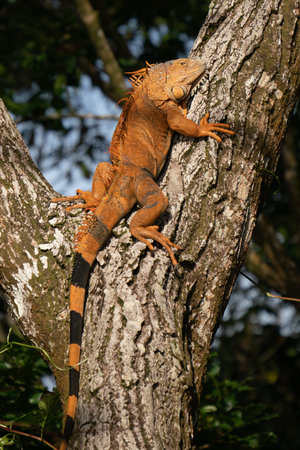 Land iguana endemic to the Galapagos islands, Ecuadorの写真素材