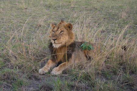 Beautiful Lion Caesar in the golden grass of Masai Mara, Kenyaの写真素材
