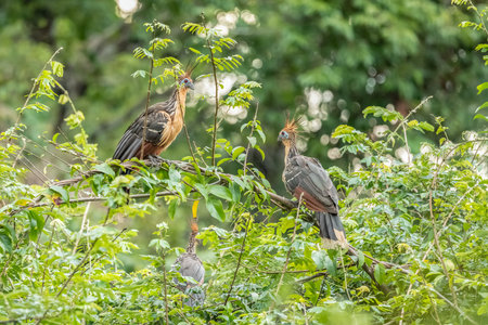 Hoatzin (Opisthocomus hoazin) with crest raised in the Amazon rainforest at Lake Sandoval, Peru, South America.の写真素材