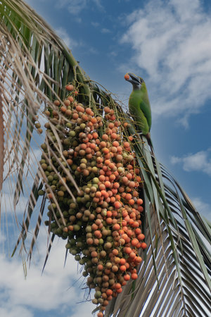 Crimson-rumped Toucanet, Aulacorhynchus haematopygus, green and red small toucan bird in the nature habitat. Exotic animal in tropical forest, green mountain vegetation, Ecuador.の写真素材
