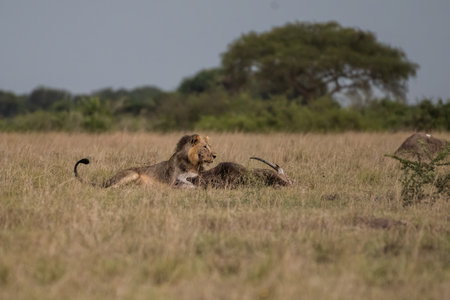 Big lion lying on savannah grass. Landscape with characteristic trees on the plain and hills in the backgroundの写真素材
