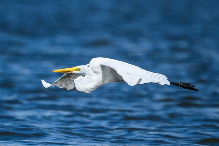 ardea alba / white heron portrait africa kenyaの写真素材