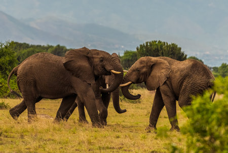 Wild african elephant close up, Botswana, Africaの写真素材