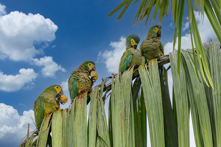 Red-bellied Macaw, Orthopsittaca Manilata, green colored parrot bird with yellow head and red belly, palm lagoon Lagoa Das Araras, Bom Jardim, Nobres, Mato Grosso, Brazil, South Americaの写真素材