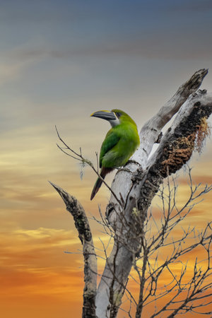 Crimson-rumped Toucanet, Aulacorhynchus haematopygus, green and red small toucan bird in the nature habitat. Exotic animal in tropical forest, green mountain vegetation, Ecuador.の写真素材
