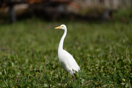 ardea alba / white heron portrait africa kenyaの写真素材