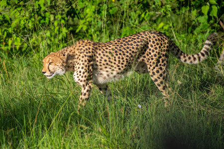 The Cheetah (Acinonyx jubatus) is a feline known as the fastest terrestrial animal. It's a slender long-legged animal with a yellowish, black-spotted fur coat.の写真素材