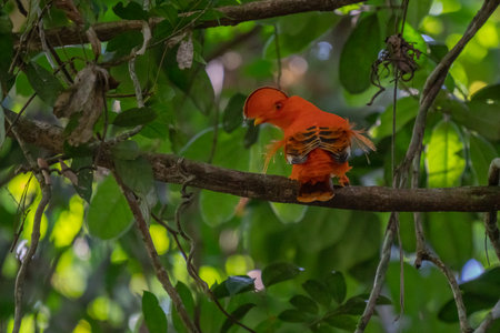 Male of Andean Cock-of-the-rock (Rupicola peruvianus) lekking and dyplaing in front of females, typical mating behavior, beautiful orange bird in its natural enviroment, amazonian rain forest, Braziの写真素材