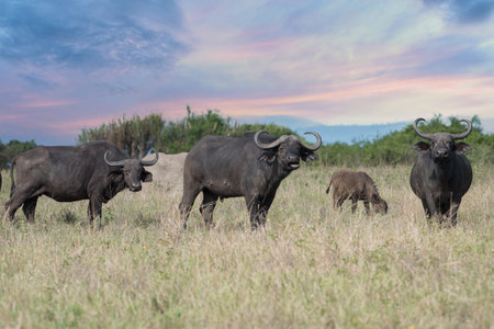 A Big old Cape Buffalo Dagga Bull (Syncerus caffer) on an open grass plainの写真素材