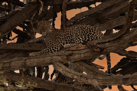 Male African Leopard (Panthera pardus) in tree in South Africaの写真素材