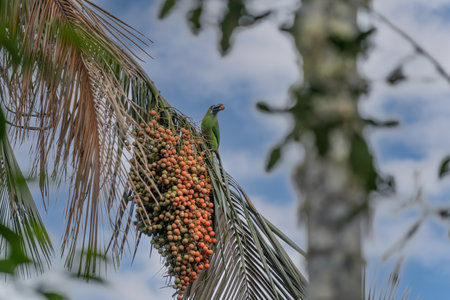 Crimson-rumped Toucanet, Aulacorhynchus haematopygus, green and red small toucan bird in the nature habitat. Exotic animal in tropical forest, green mountain vegetation, Ecuador.の写真素材