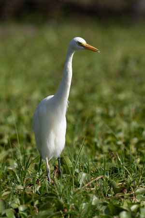 ardea alba / white heron portrait africa kenyaの写真素材