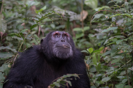 Pan-hooting chimpanzee (Pan troglodytes) in natural habitatの写真素材
