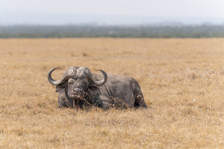 A Big old Cape Buffalo Dagga Bull (Syncerus caffer) on an open grass plainの写真素材