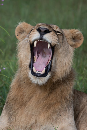 Big lion lying on savannah grass. Landscape with characteristic trees on the plain and hills in the backgroundの写真素材