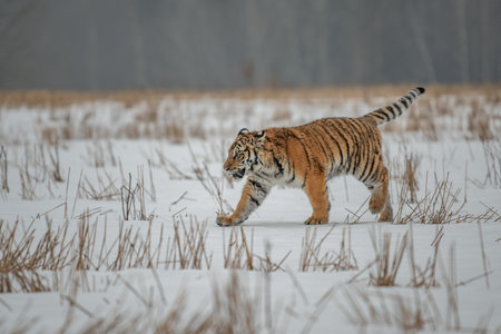 Siberian Tiger running in snow. Beautiful, dynamic and powerful photo of this majestic animal. Set in environment typical for this amazing animal. Birches and meadowsの写真素材