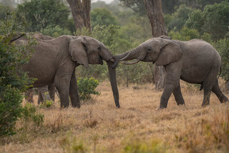 Clsoe up of African Bush Elephants walking on the road in wildlife reserve. Maasai Mara, Kenya, Africa. (Loxodonta africana)の写真素材