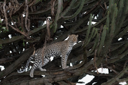Male African Leopard (Panthera pardus) in tree in South Africaの写真素材