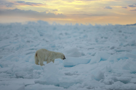Polar Bear (Ursus maritimus) Spitsbergen North Oceanの写真素材