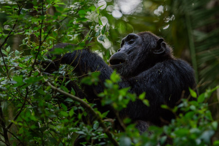 Pan-hooting chimpanzee (Pan troglodytes) in natural habitatの写真素材