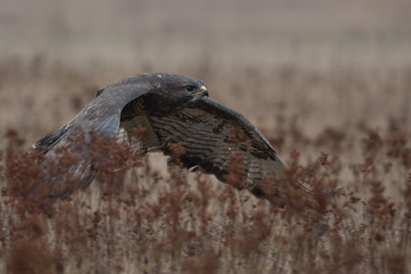 Birds of prey - Common Buzzard (Buteo buteo)の写真素材