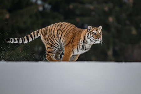 Siberian Tiger running in snow. Beautiful, dynamic and powerful photo of this majestic animal. Set in an environment typical for this amazing animal. Birches and meadowsの写真素材
