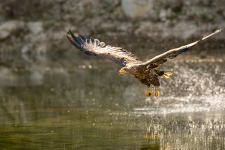 Golden Eagle, Aquila chrysaetos, big bird of prey lands on autumn meadow with outstretched wings...