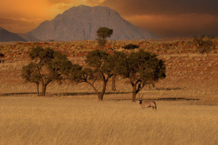 Namibian desert with oryx in the foreground and sand dunes in the background Namibiaの写真素材
