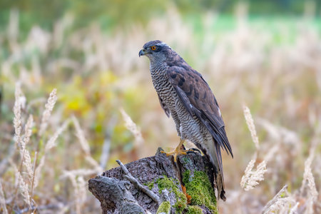 Peregrine Falcon (Falco Peregrinus) Perched on Branch in Front of Pine Trees-Shallow Depth of Fieldの写真素材