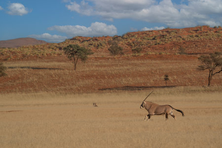 Namibian desert with oryx in the foreground and sand dunes in the background Namibiaの写真素材