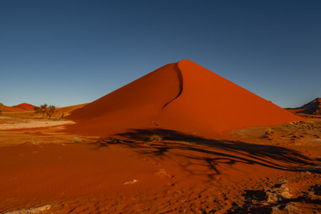 huge sand dunes in the Namib Desert with trees in the foreground of Namibiaの写真素材